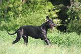 DOGUE ALLEMAND 519